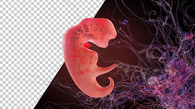 human embryo for 3 weeks in the womb 3 weeks pregnant baby development 3d rendering
