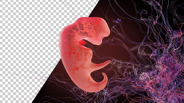 Human embryo for 3 weeks in the womb 3 weeks pregnant baby development 3d rendering