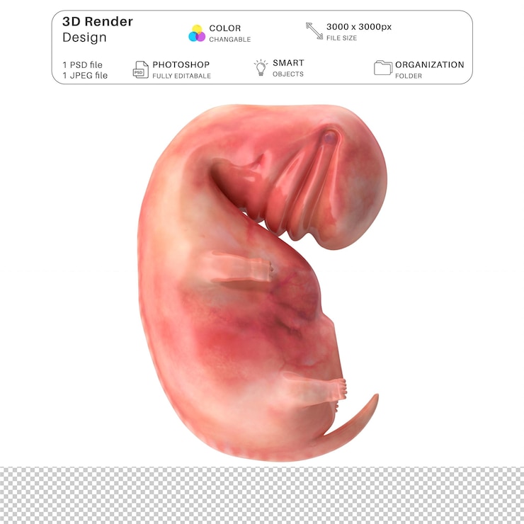 PSD human embryo fetus 3d modeling psd file realistic human anatomy