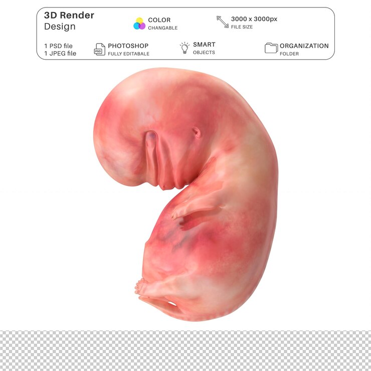 PSD human embryo fetus 3d modeling psd file realistic human anatomy