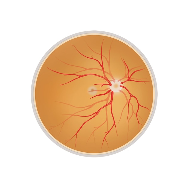 human eye