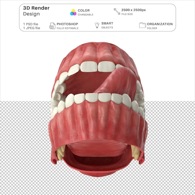 PSD human gums teeth and tongue 3d modeling psd file