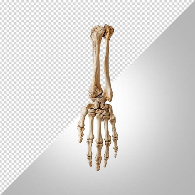 PSD a human hand skeleton