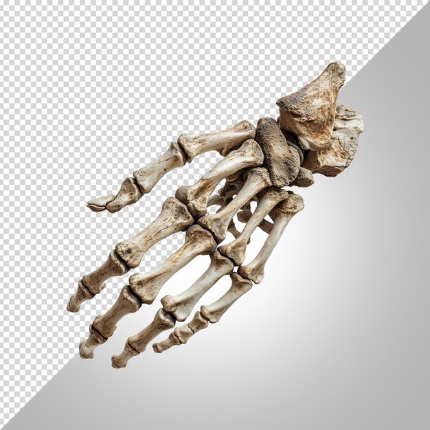 PSD a human hand skeleton