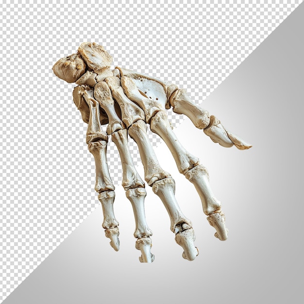 PSD a human hand skeleton