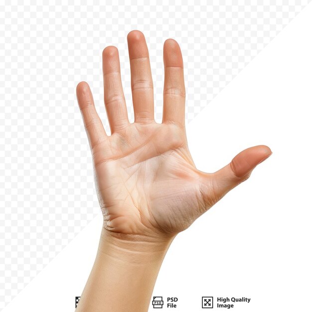 PSD human hand on the white isolated background