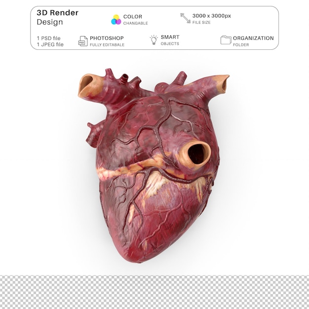 human heart 3d modeling psd file realistic human anatom