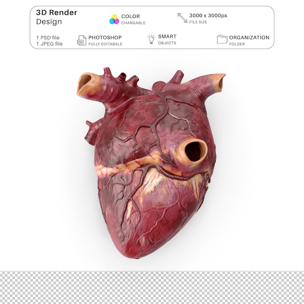 PSD modellazione 3d del cuore umano file psd anatomia umana realistica