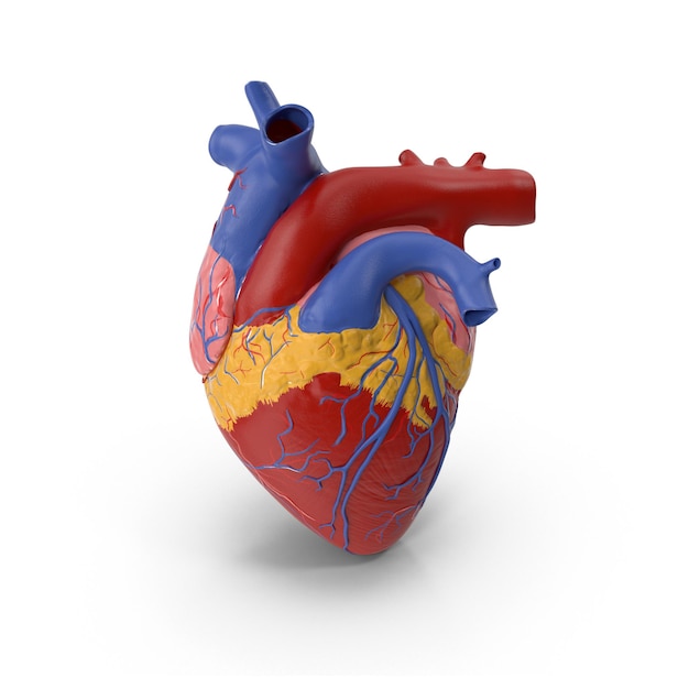 Human Heart Anatomical Model
