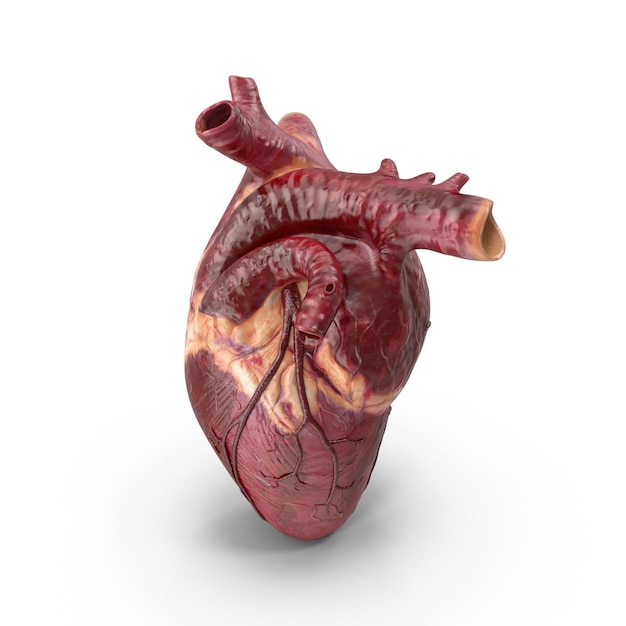 human heart anatomy