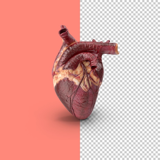 PSD anatomia del cuore del cuore umano