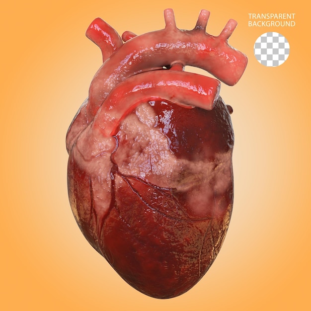 PSD il cuore umano illustrato in 3d in isolamento medico realistico