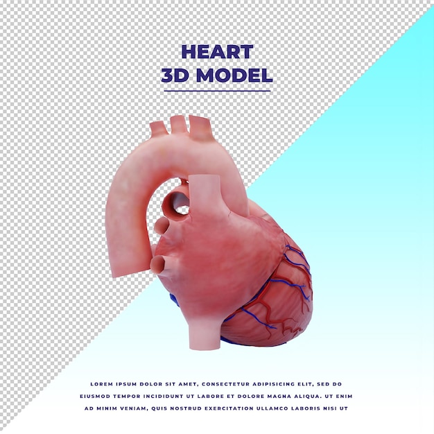 PSD human heart