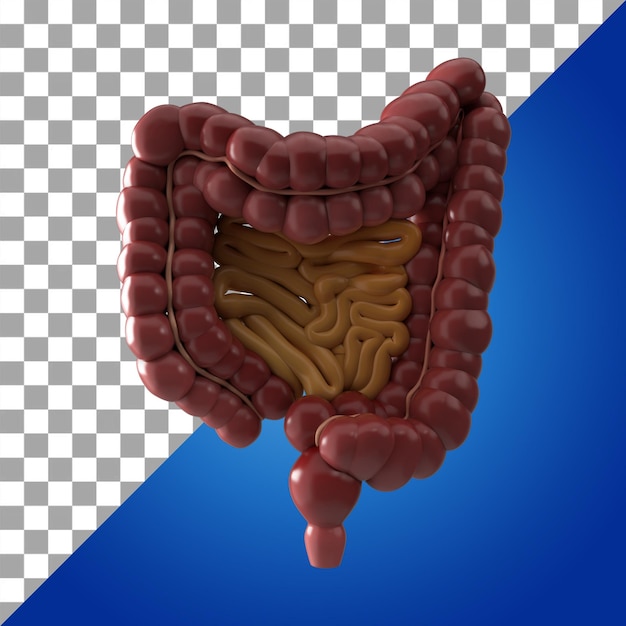 PSD icona 3d dell'intestino dell'organo interno umano