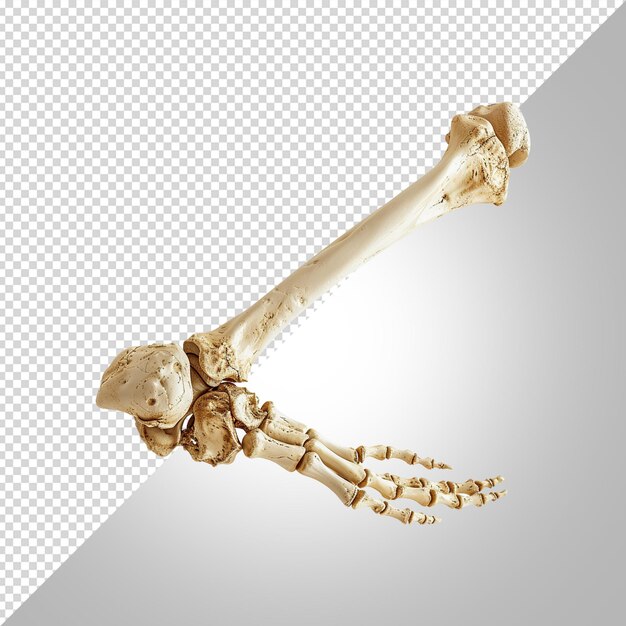 A human lag skeleton