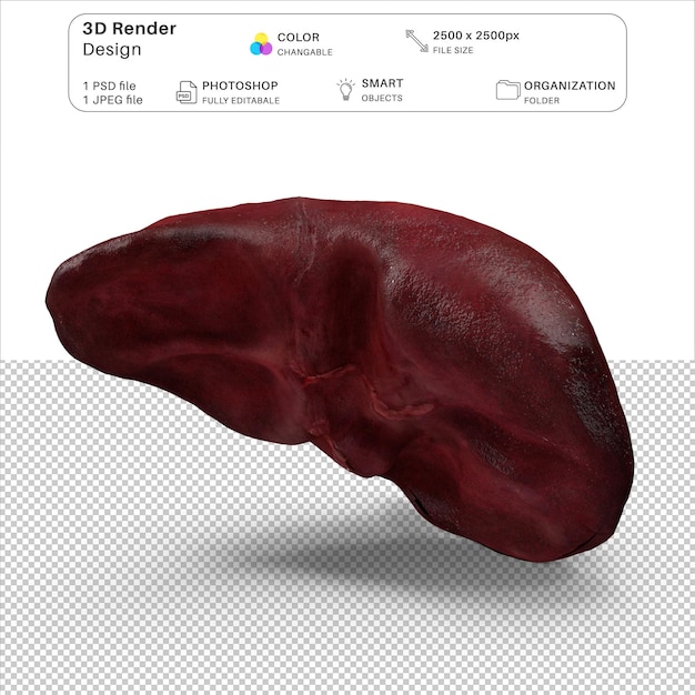 PSD 人間の肝臓と胆 ⁇ の3dモデリングpsdファイル