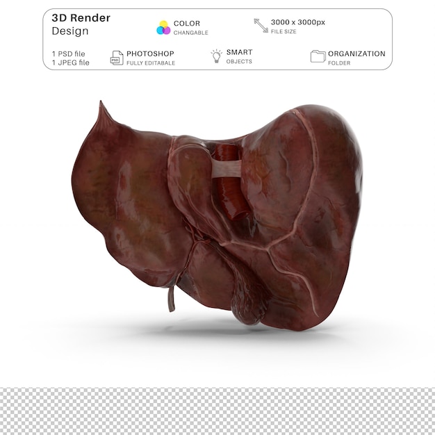 PSD modellazione 3d del fegato e della cistifellea umana file psd anatomia umana realistica