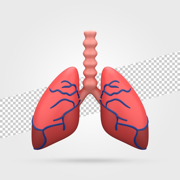 PSD human lungs 3d render