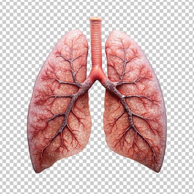 PSD human lungs png