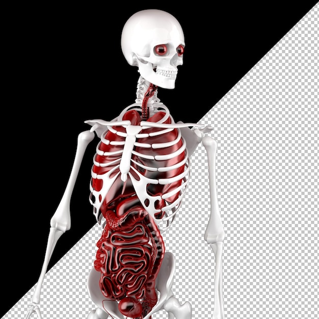 PSD human male anatomy. skeleton and internal organs