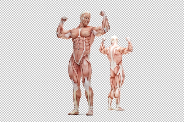 Human male muscle anatomy rendering