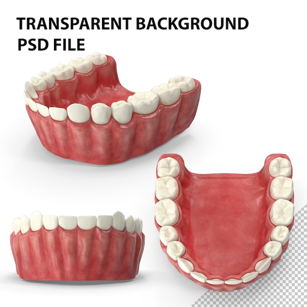 PSD human mouth lower jaw png