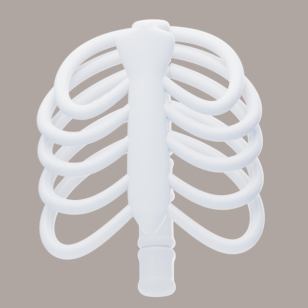 PSD human rib cage 3d icon