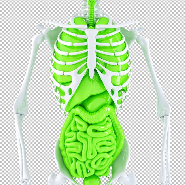 PSD human skeleton and internal organs isolated