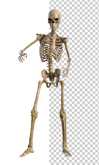 PSD Человеческий скелет на прозрачном фоне 3d-рендер
