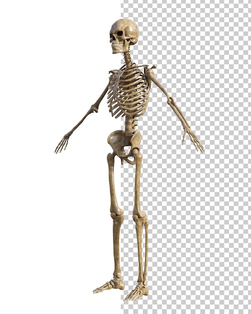 PSD human skeleton on transparent background 3d render