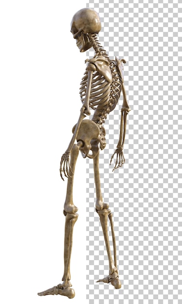 PSD human skeleton on transparent background 3d render