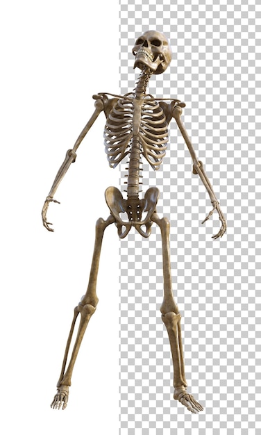 PSD human skeleton on transparent background 3d render