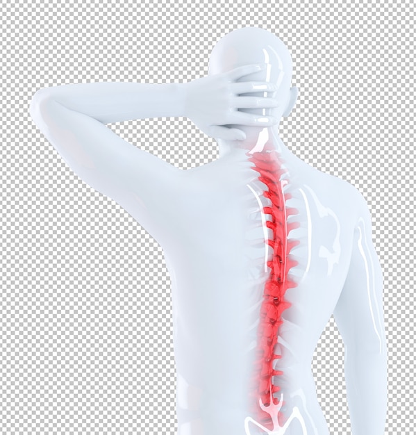 Scheletro umano con rendering della colonna vertebrale rossa