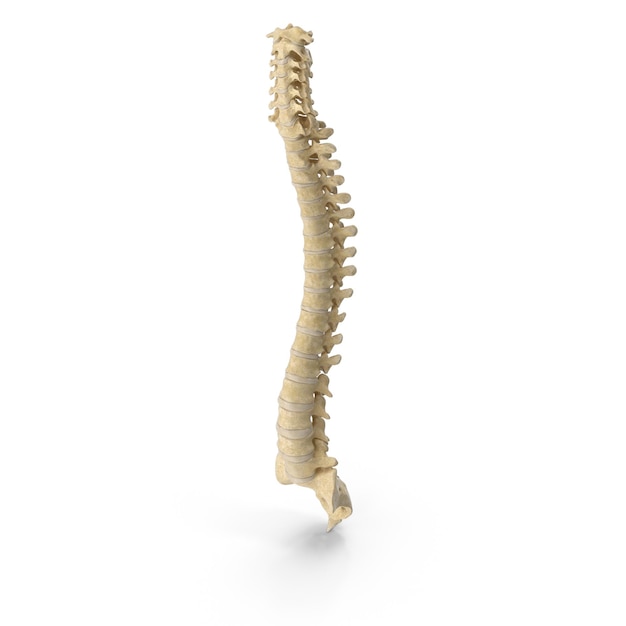 human spine anatomy