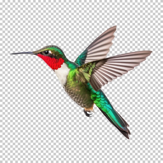 PSD hummingbird flying isolated on transparent background