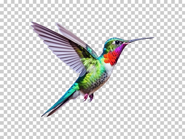 PSD colibrì isolato su sfondo trasparente png psd