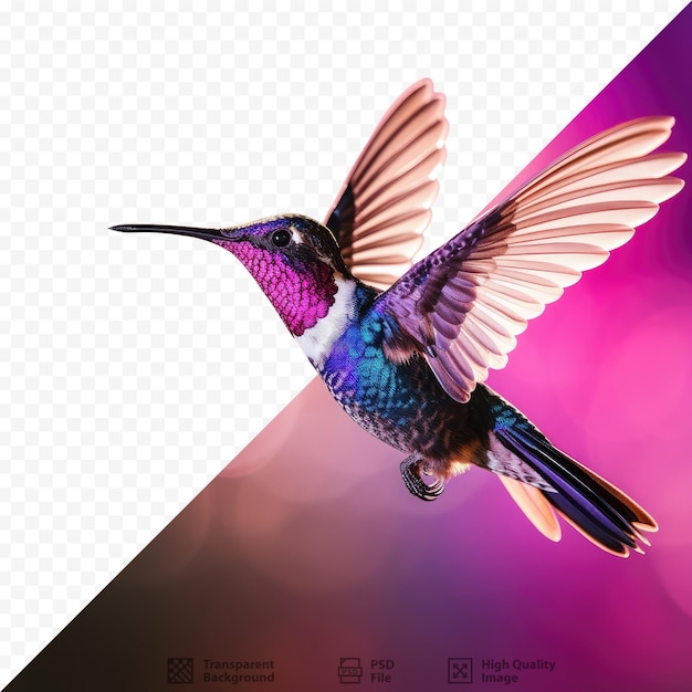 PSD hummingbird with blurred wings and tail in flight