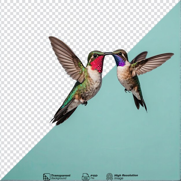 PSD colibrì isolati su uno sfondo trasparente