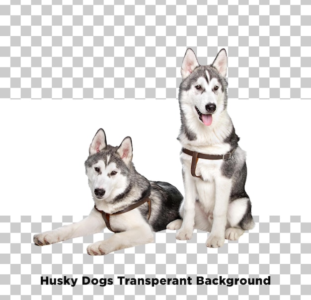 Huskey with Friends