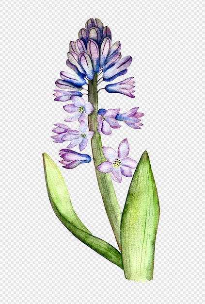 히아신스 수채화 그림
