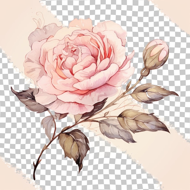 PSD ピンクの花びらと芽を持つ透明な背景のハイブリッド茶のバラの絵