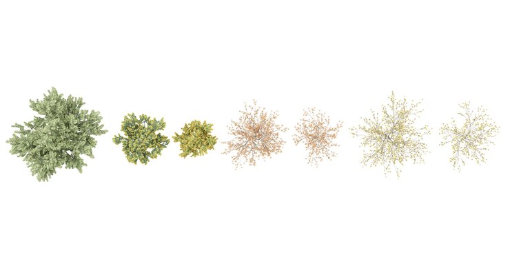PSD hybrid witch hazel tree top view for landscape plan and architecture layout