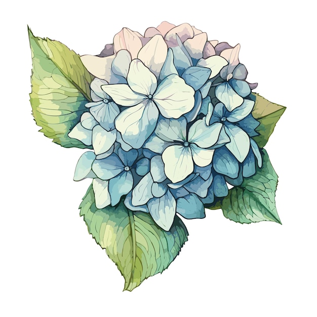 PSD hydrangea akwarelowy projekt koszulki graficzny ilustracja akwarelowy png psd