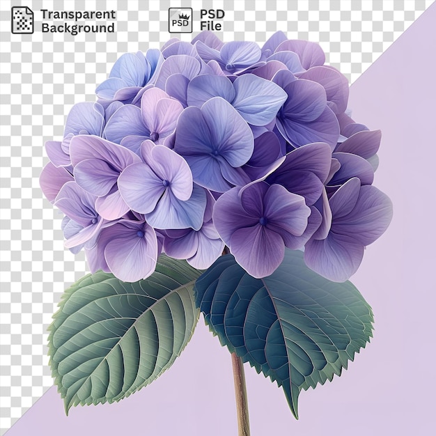 Hydrangea flower isolated on purple background surrounded by green leaves