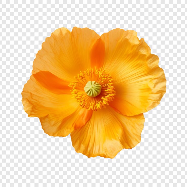 PSD iceland poppy flower isolated on transparent background