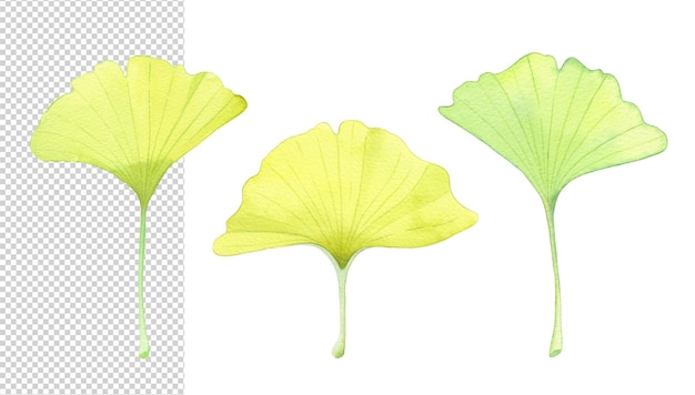 Illustratie van drie ginkgobladeren in geïsoleerde waterverf