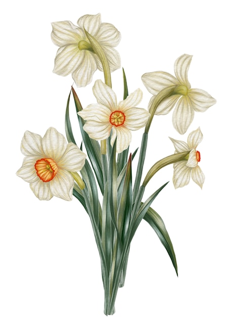 illustration of a bouquet of five white daffodils in a watercolor illustration style