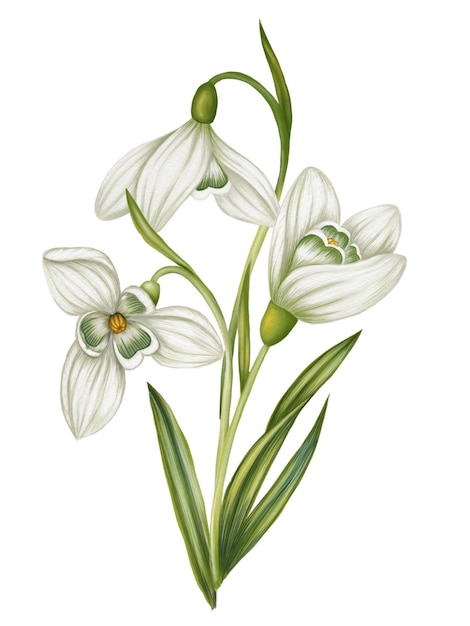 Illustration of a bouquet of snowdrops on a white background in a watercolor illustration style