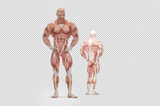 Illustration of Human Muscle Anatomy Rendering