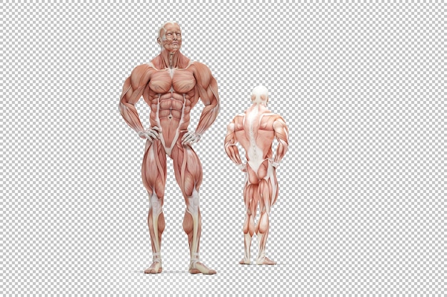 PSD illustration of human muscle anatomy rendering